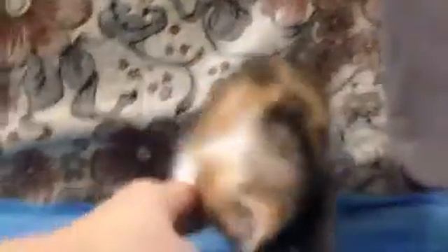 Лялька экзотка смотреть онлайн