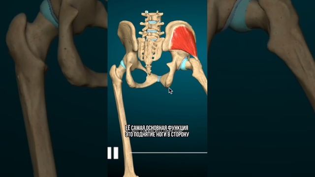 Как увеличить ширину бёдер, какие упражнения делать смотреть онлайн