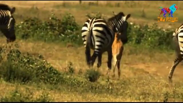 Wild Fauna / Гепард / Цена скорости /Часть-1