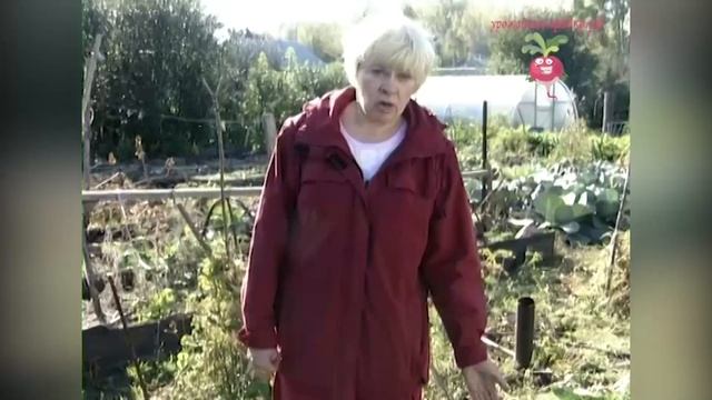 Отзыв о выращивании капусты кольраби #urozhainye_gryadki смотреть онлайн