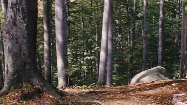 Rape In Carpathians
