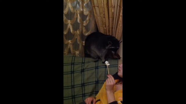 Енот Вильсон и зефир