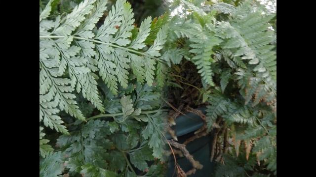 ДАВАЛЛИЯ  (DAVALLIA)  Папоротник сем. Даваллиевые