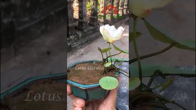 My super small mini lotus pot смотреть онлайн