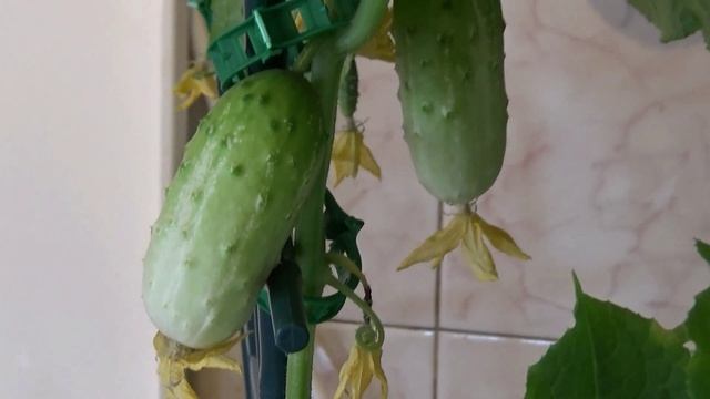 Вырастить огурчики на подоконнике — легко и просто. смотреть онлайн