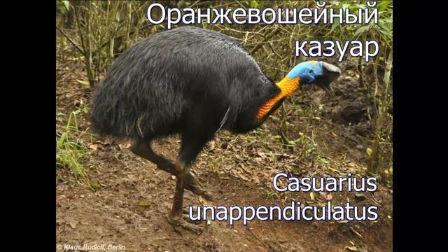 КАЗУАРЫ - Друзья тропического леса смотреть онлайн