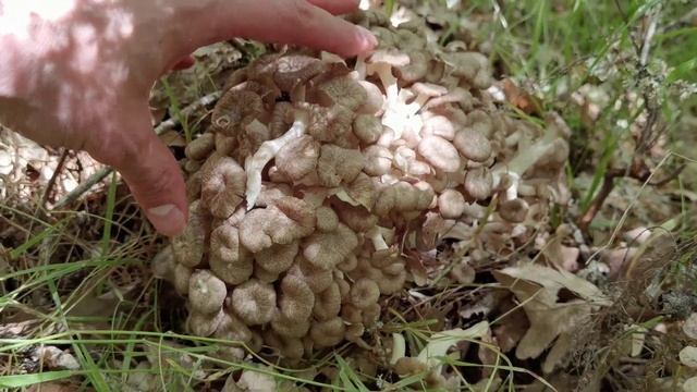 Una seta espectacular, rara y comestible: Poliporus umbellatus. Identificación смотреть онлайн