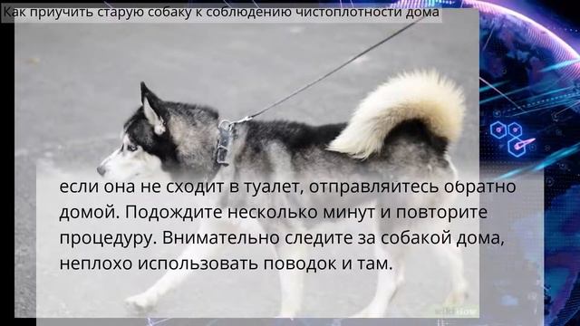 Как приучить старую собаку к соблюдению чистоплотности дома смотреть онлайн