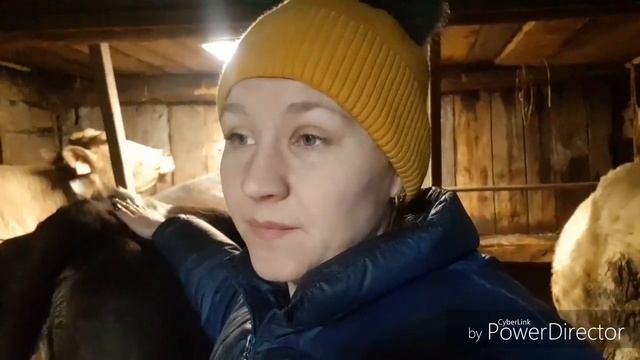 Как определить что телка стельная? смотреть онлайн