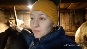 Как определить что телка стельная?