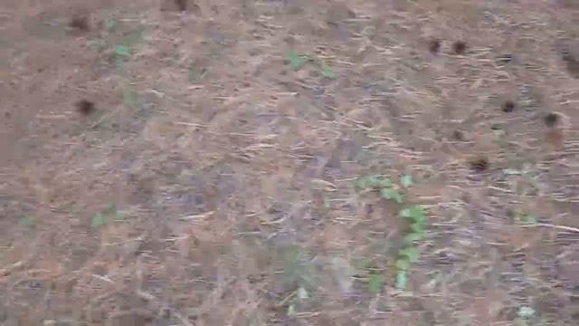 3 часть сбора грибов смотреть онлайн