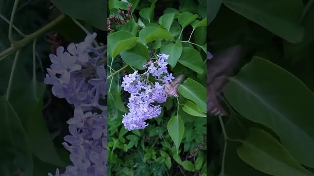 Бражник делает 40 взмахов крылышками в секунду! #бражник #бабочка #деревенскаяжизнь смотреть онлайн