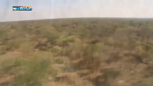 Удивительные факты о ГЕПАРДЕ !