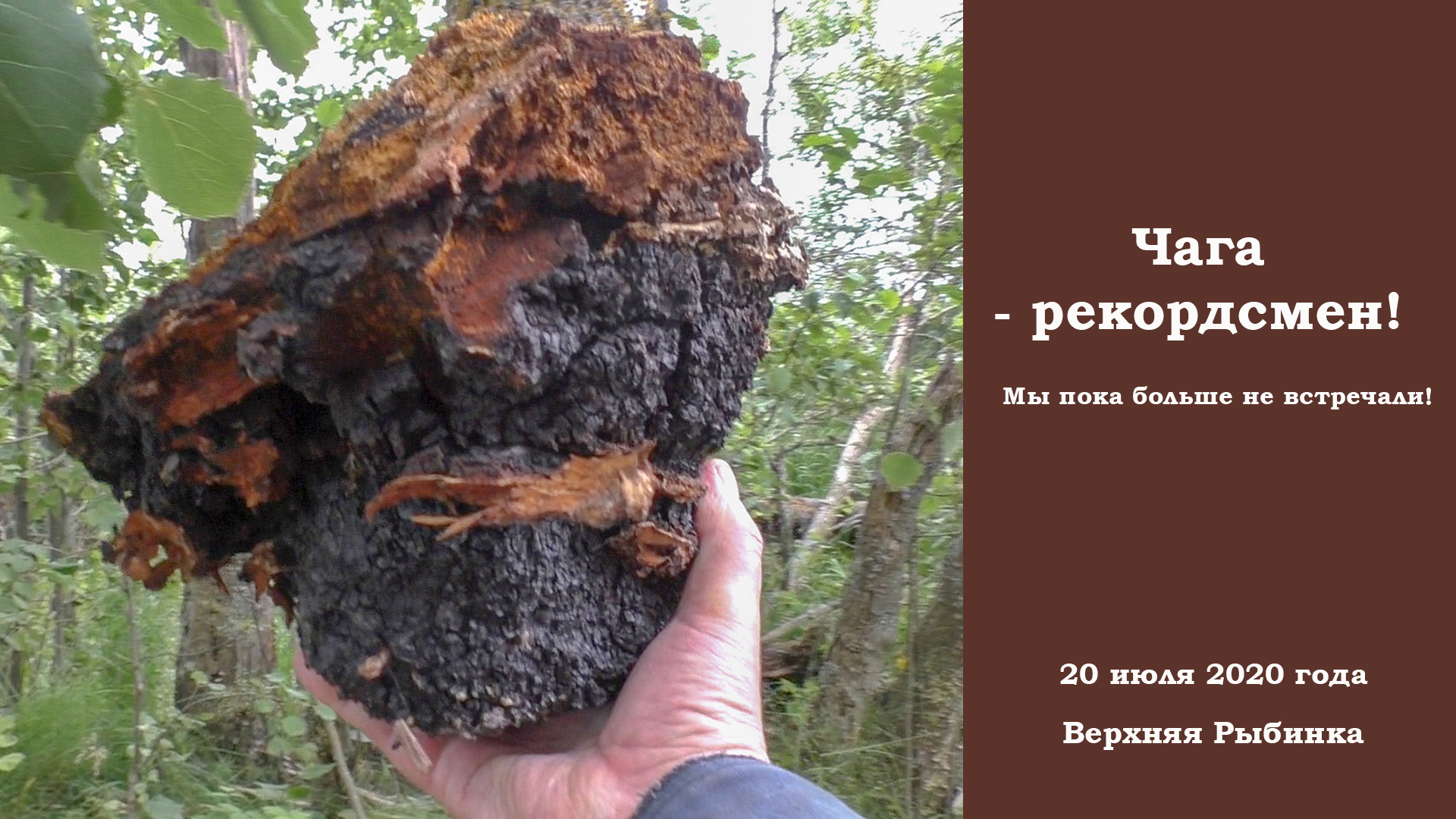 Чага - рекордсмен! Большего размера мы пока не встречали! смотреть онлайн