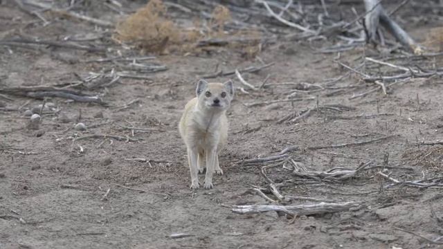 Augrabies National Park: the "place of Great Noise" смотреть онлайн