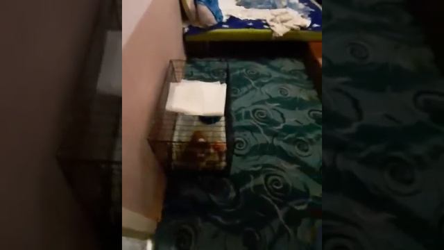 Неодекватный хозяин, щенку 1.5 месяца смотреть онлайн