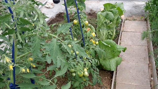 ТОМАТ СПРУТ СЛИВКА смотреть онлайн