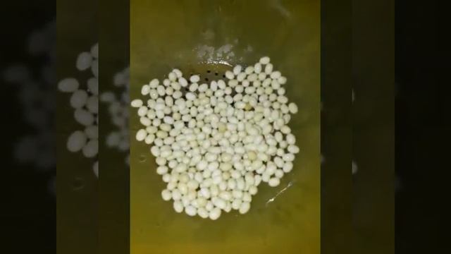 Подготовка к инкубированию яиц ахатин