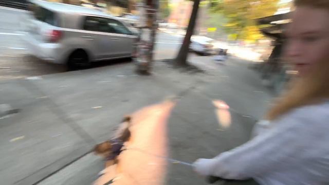 How To Go From Out of Control Dog to Leash Walking Bliss in a Crowded City! смотреть онлайн