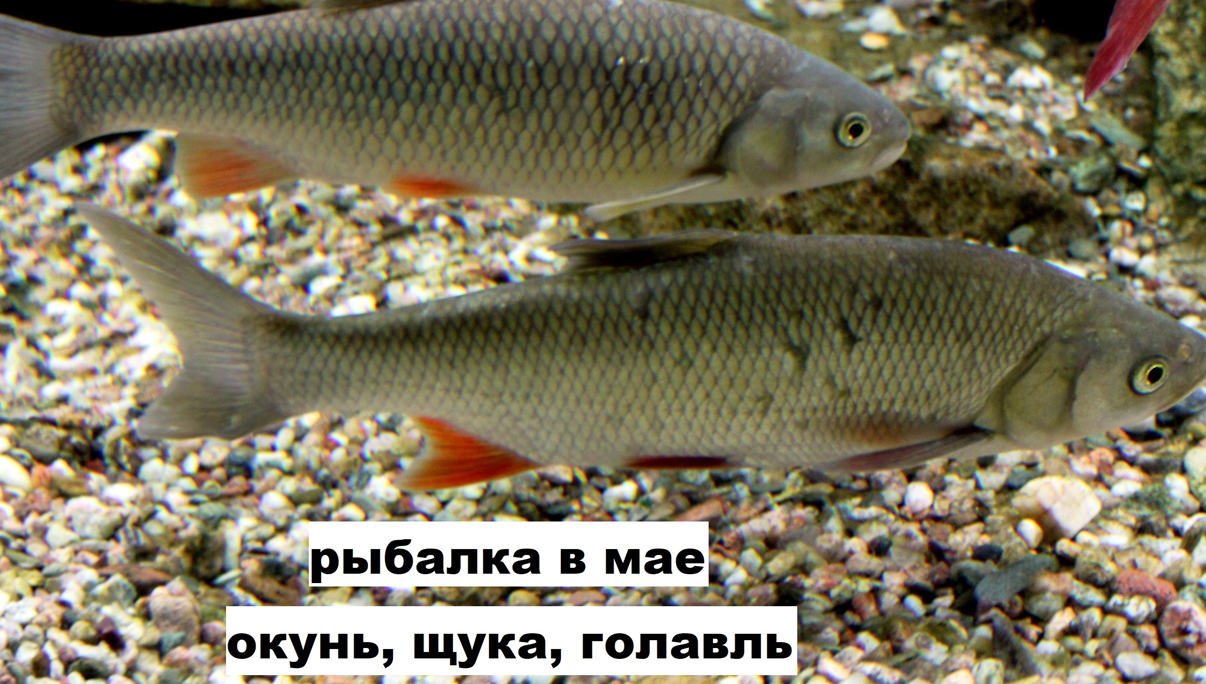 Рыбалка. Щука. Голавль. Окунь. Рыбалка в мае. Ловля щуки, окуня на живца. Голавль на майского жука. смотреть онлайн