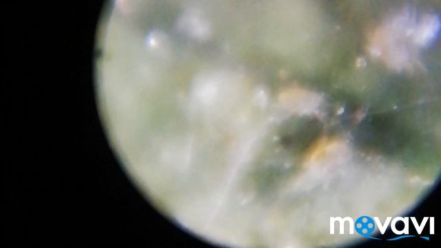 Паутинный клещ во всей "красе" на листьях полисциаса смотреть онлайн