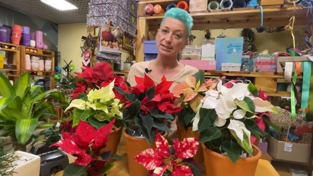 Пуансеттия - БОЛЬШОЙ обзор сортов: пуансеттия Фрейя, Феррара, Скайстар, мини пуансеттии