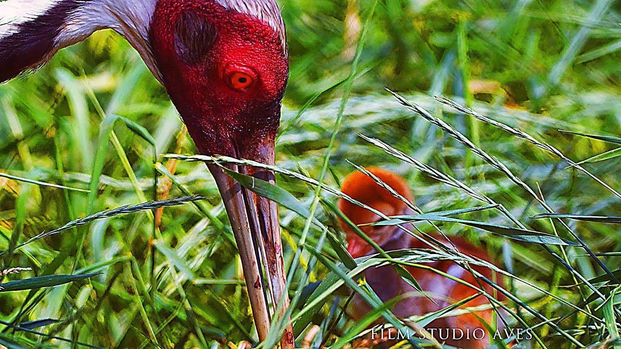 Журавль даурский (Grus Vipio) | Film Studio Aves