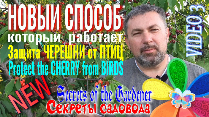 Защита ЧЕРЕШНИ от ПТИЦ. Фильм 3. НОВЫЙ Способ – Который РАБОТАЕТ !!! "Секреты Садовода" смотреть онлайн