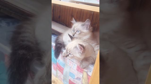 Котятки ) невские маскарадные! смотреть онлайн