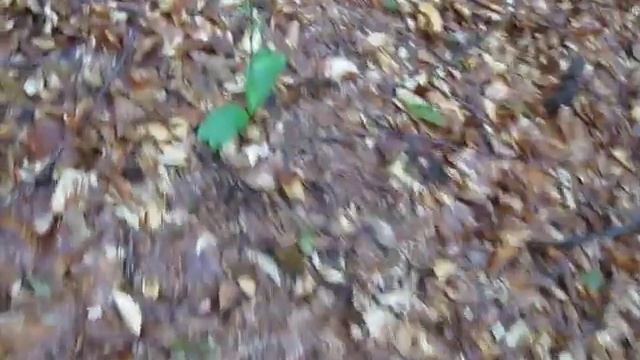 Любка дволиста лат. Platanthera bifolia. Рослина в Червоній Книзі України. смотреть онлайн