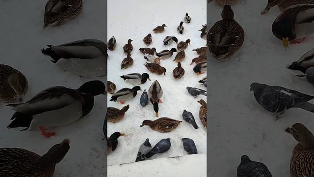 Речка замерзает, уток становится меньше. #зима #декабрь2023 #утки #корм #пшеница смотреть онлайн