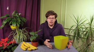 Комнатный банан — особенности ухода и пересадки