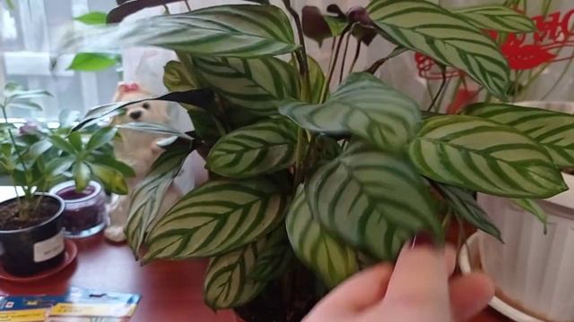 Навинки цветов, уютный уголок. Купила семена комнатных цветов. смотреть онлайн