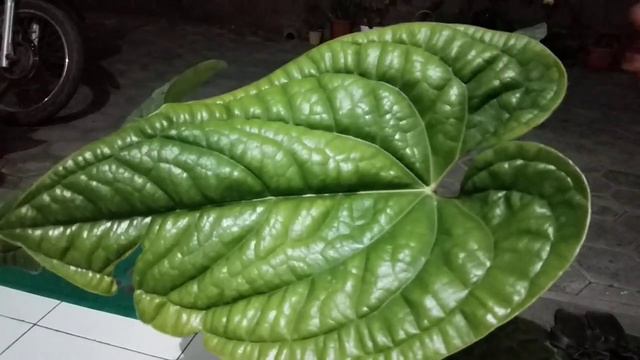 Anthurium sirih jenis Tanaman yang langkah. смотреть онлайн