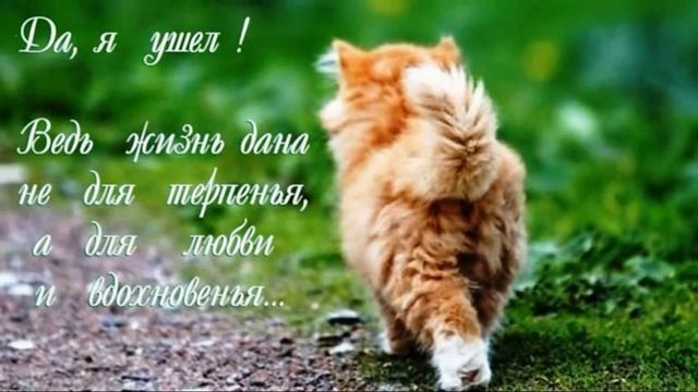 В доме не приживаются кошки. Почему? смотреть онлайн