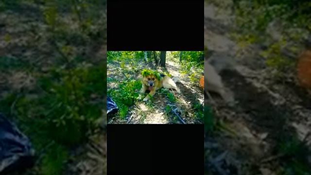 Фотонарезка о природе,не большой стих. смотреть онлайн