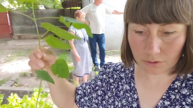 ЮВІЛЕЙ. ОГЛЯД ГОРОДУ. смотреть онлайн