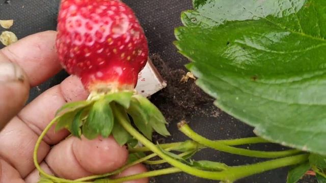 Клубника Флорида бьюти - вторая волна плодоношения смотреть онлайн