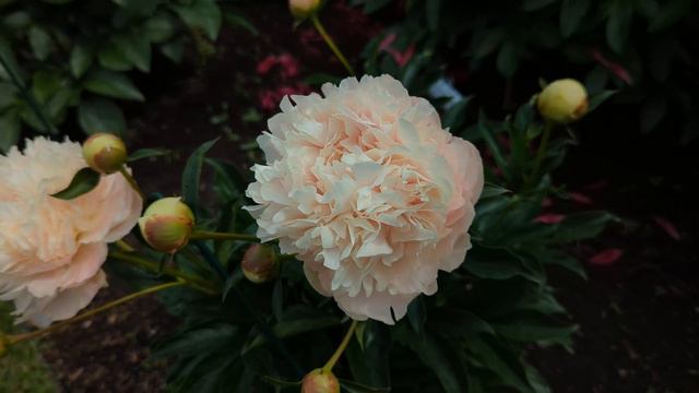 2022 Bloom Season - Summer Glow (Hollingsworth, 1992) смотреть онлайн