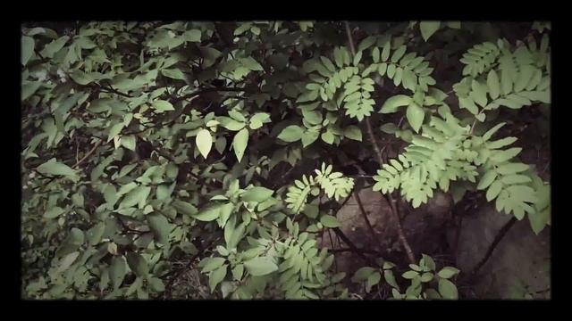 Вызов духов вызов Слендера в лесу (Slender Man) смотреть онлайн