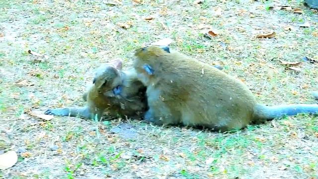 OMG,Pity Baby Monkey Can't Move, Just Baby One, Why Little Monkey Do Like This On It?, смотреть онлайн