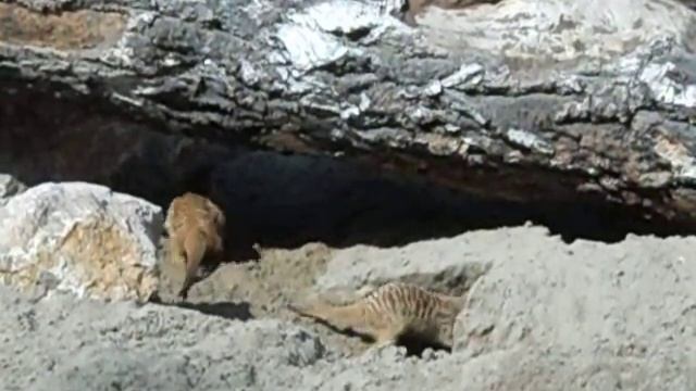 Эти милые сурикатики.. смотреть онлайн