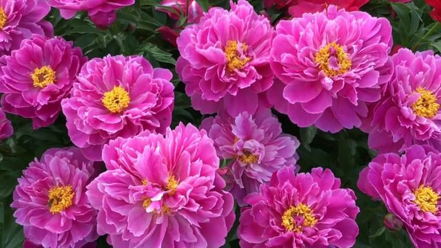 Peony : Nice Gal смотреть онлайн