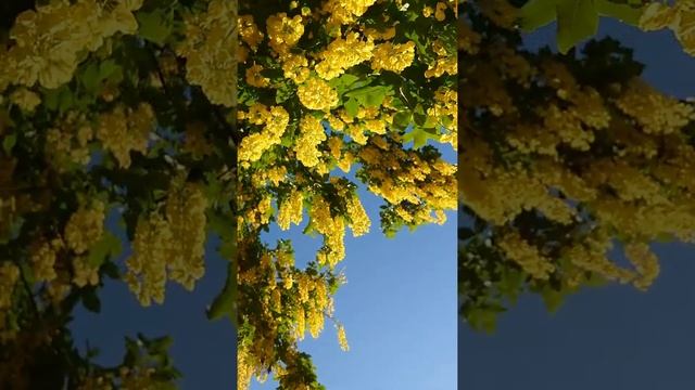 Бобо́вник анагирови́дный смотреть онлайн