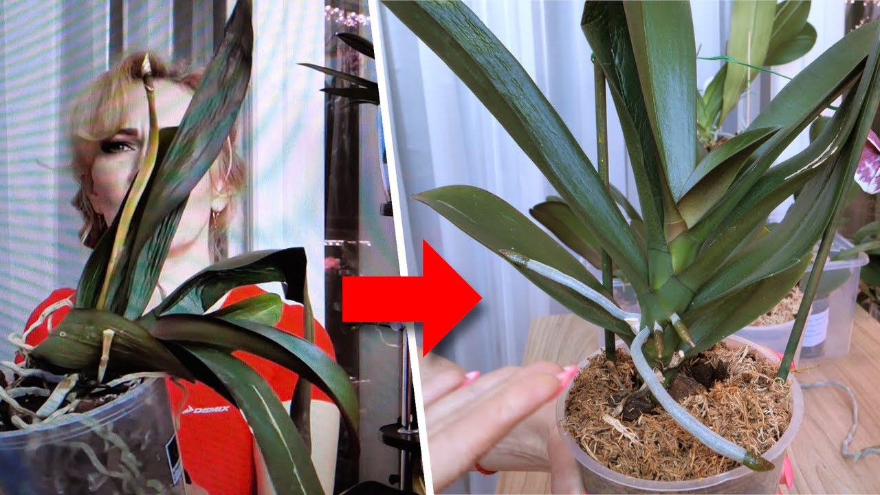 ВОТ ВАМ И СПОСОБЫ ВОССТАНОВЛЕНИЯ ОРХИДЕЙ. РАЗУМНЫЙ ПОДХОД по случаю и по ситуации. смотреть онлайн