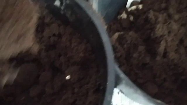 Долларовое дерево начало желтеть. Ищем причину смотреть онлайн
