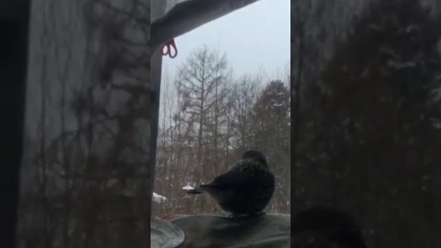Кедровка лакомится шишками стланника. смотреть онлайн