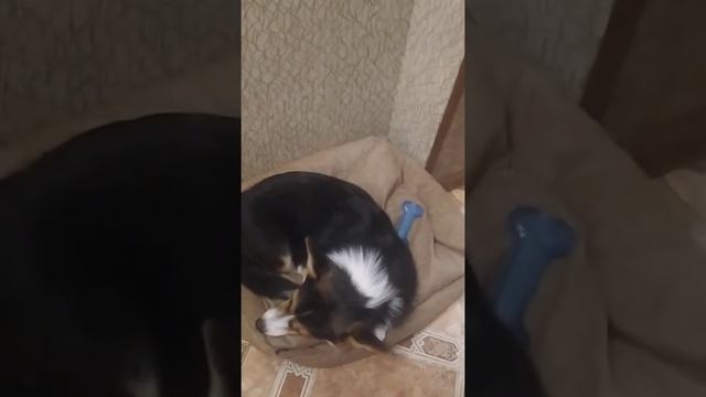 Корги Ива.Корги Ива и Йорк Лео.Новый пёс?!Если будет 20 лайков то мы узнаем кто в нутри. смотреть онлайн