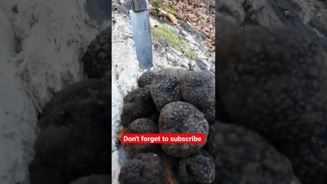 #Tuber brumale #трюфель смотреть онлайн