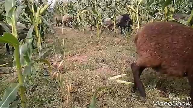 Рай для коз и овец смотреть онлайн